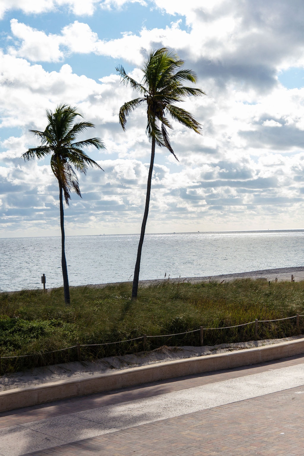 Palm trees and Atlantic Ocean on the Hollywood Beach boardwalk